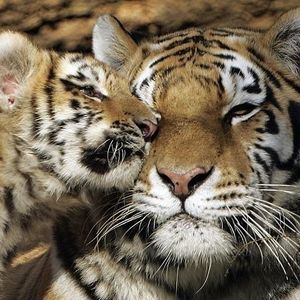 Meet your Posher, Gailla